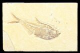 Fossil Fish (Diplomystus) - Wyoming #176318-1